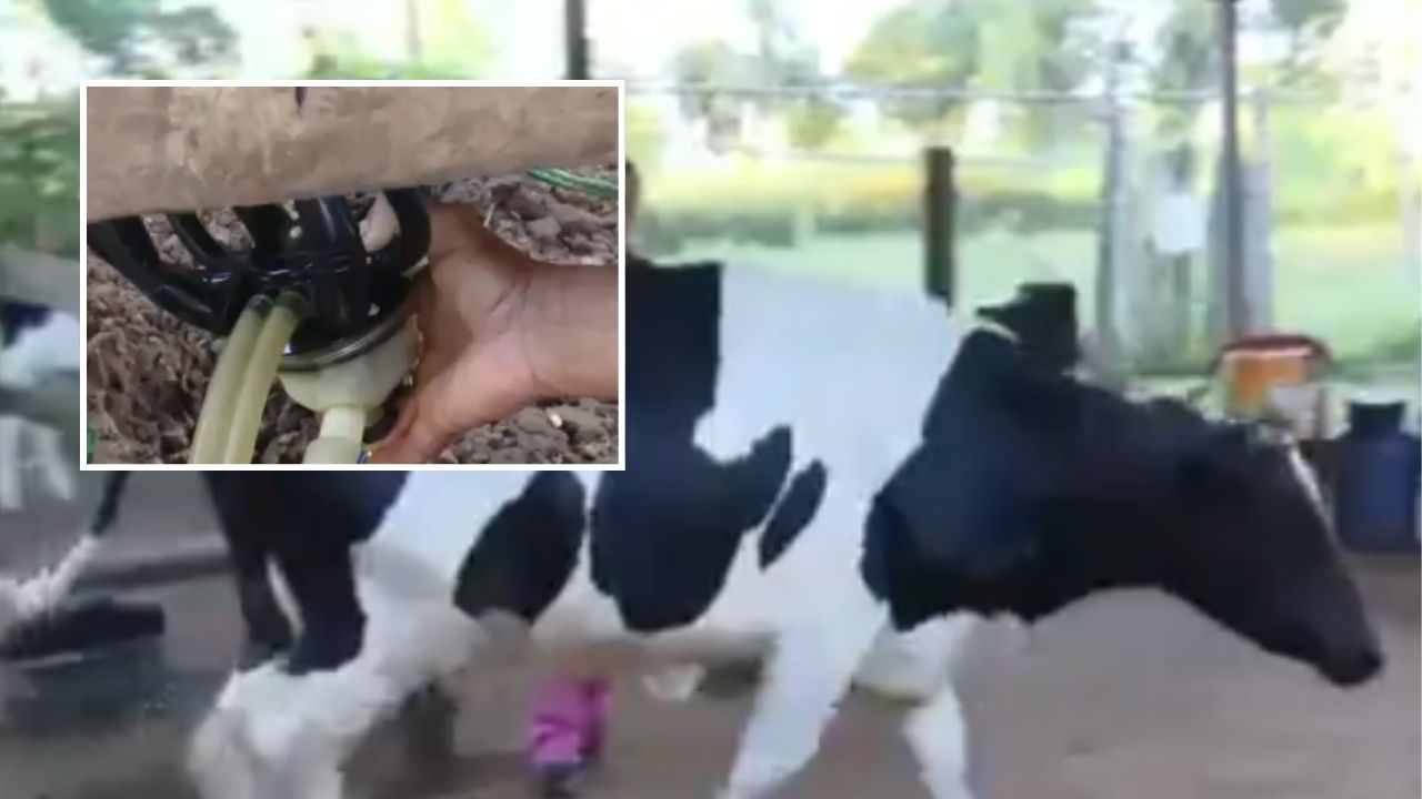 Producción de leche y queso en Guarambaré: la vida y tradición de doña Sabina