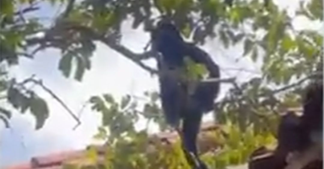 Vecinos en alerta por la presencia de un karaja