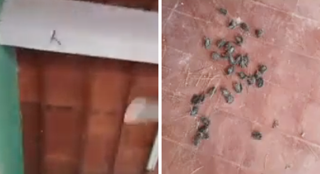 Reportan invasión de murciélagos en escuela de Coronel Bogado