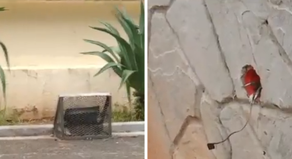 Advierten peligro en plaza de Luque por cables sueltos