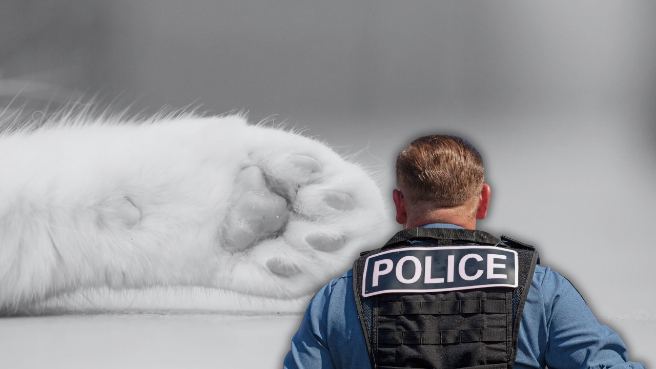 Indignación en Presidente Franco por presunto caso de crueldad animal