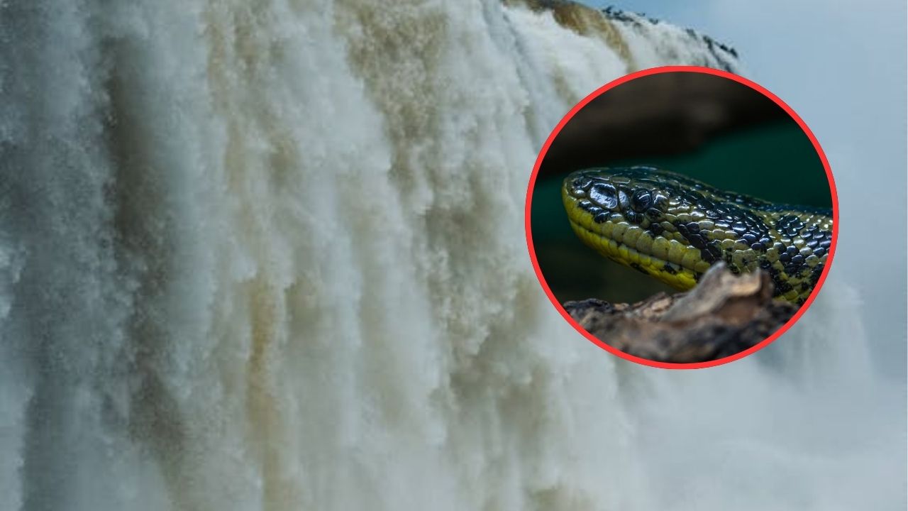 Asombro por una anaconda avistada en el Salto Aguaray Guazú