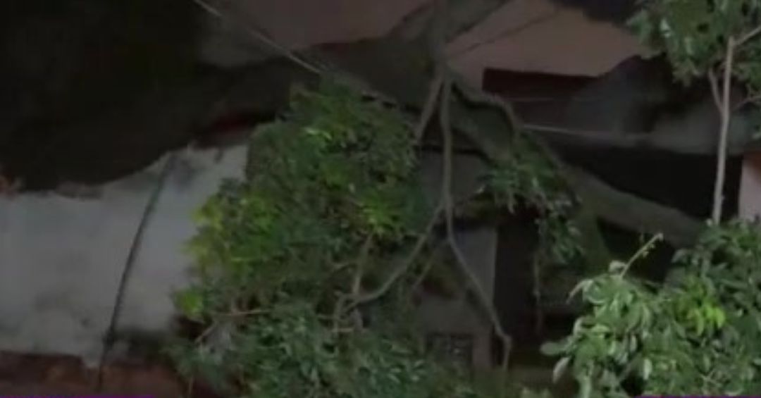 Vecinos sin luz tras caída de árbol en Pettit