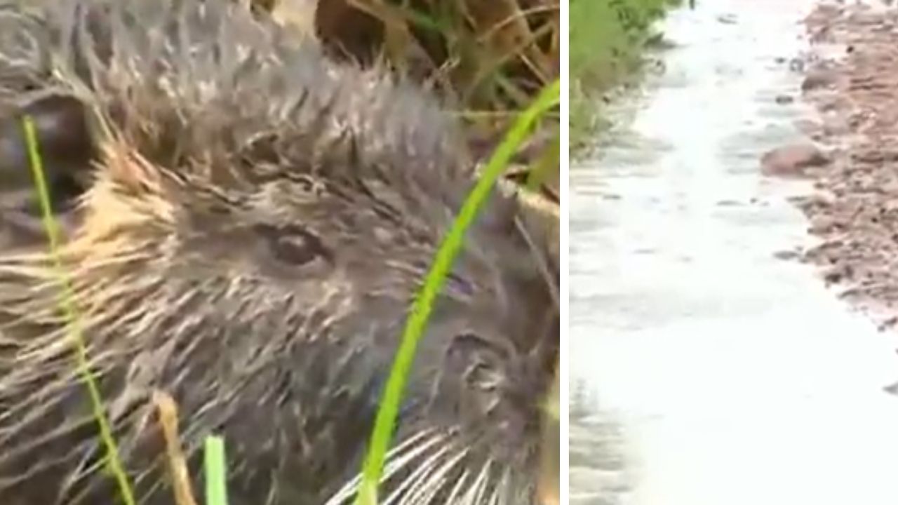 Vecinos piden asistencia para una nutria herida arrastrada por un raudal en Limpio