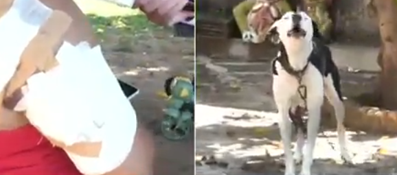 Vecinos denuncian ataques de perros en Limpio