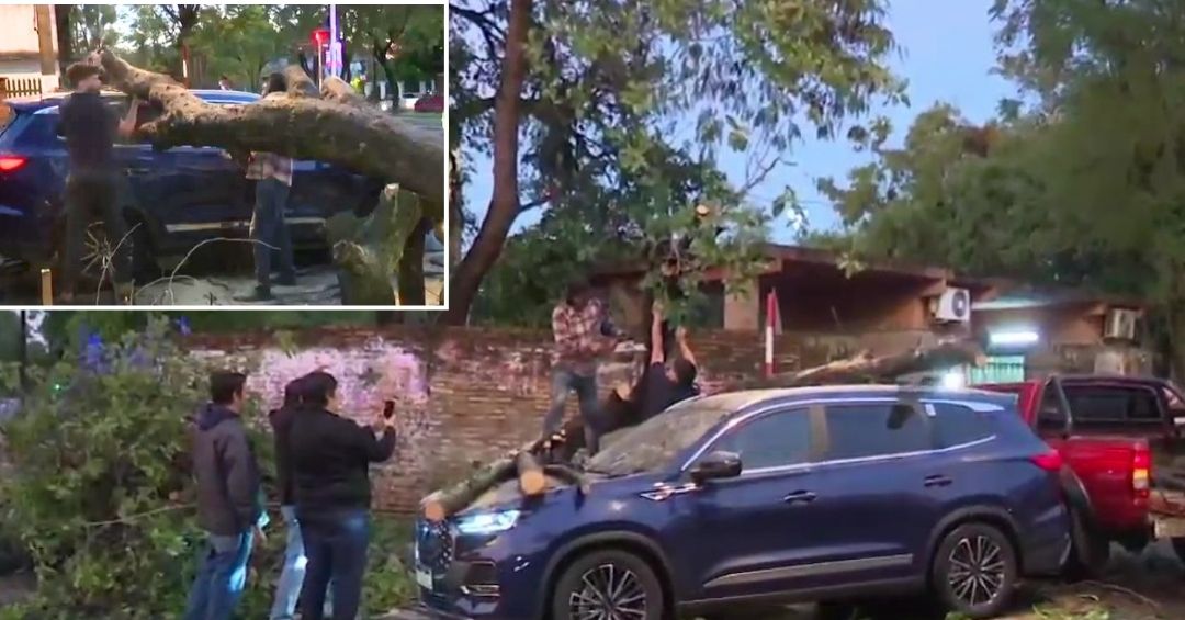 Caída de árbol genera gran susto en plena vía pública