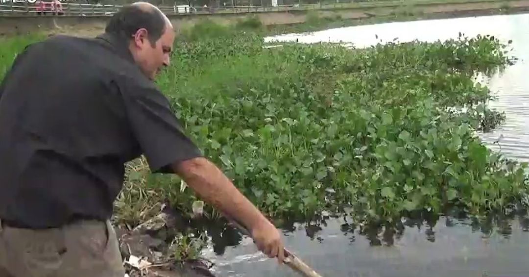 Hallan nutrias muertas en el río Paraná