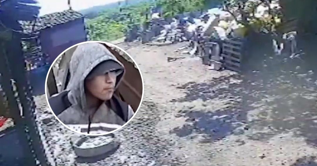 Intentaron robar cuatro cerdos y fueron detenidos