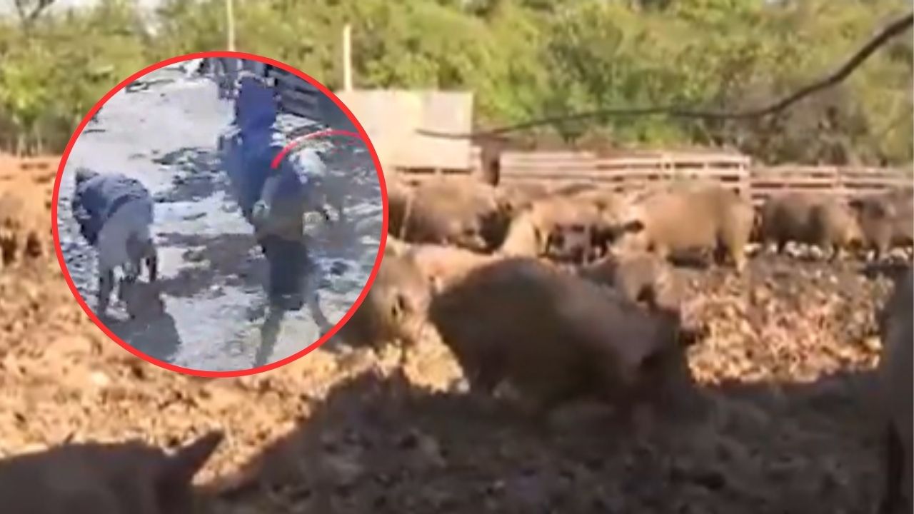 Familia del Bañado Sur denuncia robo constante de cerdos y millonarias pérdidas